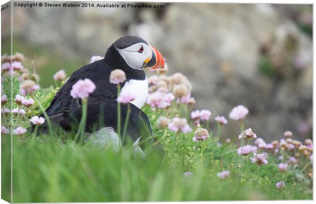  Puffins  Canvas Print by Steven Watson