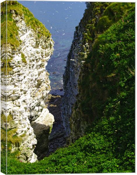 Bempton Cliffs Canvas Print by Steven Watson