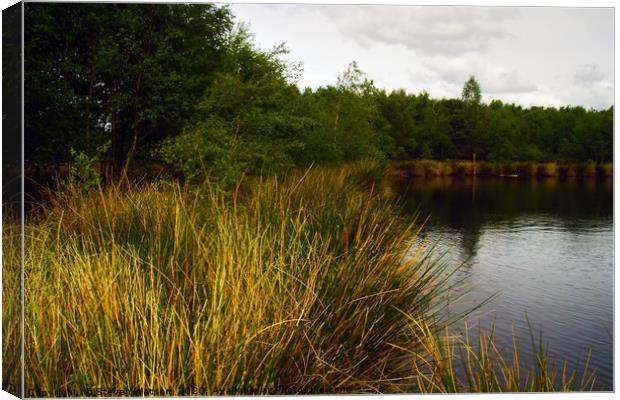 At Skipwith Common Canvas Print by Steven Watson