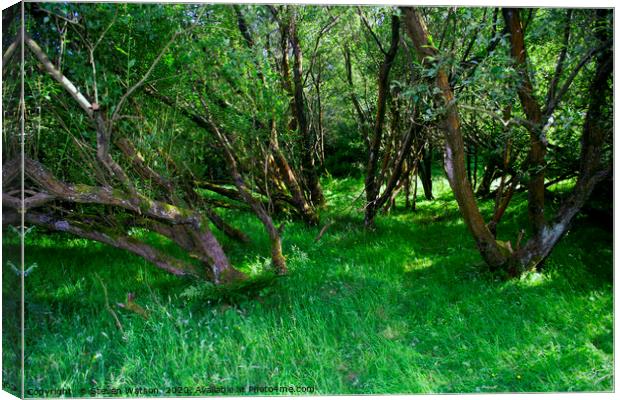 Coppice Canvas Print by Steven Watson