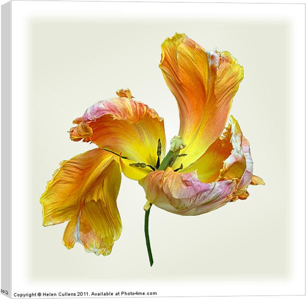 PARROT TULIP Canvas Print by Helen Cullens