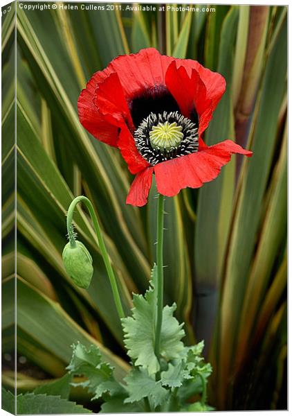 OPIUM POPPY Canvas Print by Helen Cullens