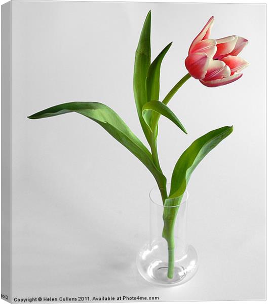 TULIP Canvas Print by Helen Cullens