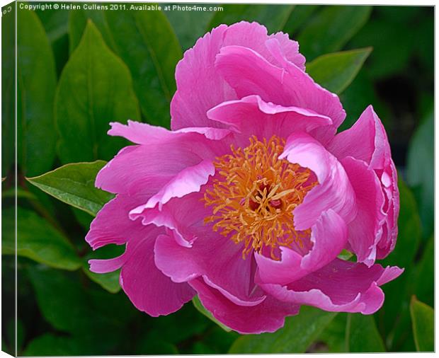 PINK PEONY Canvas Print by Helen Cullens