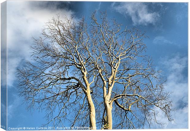 WINTER TREE Canvas Print by Helen Cullens