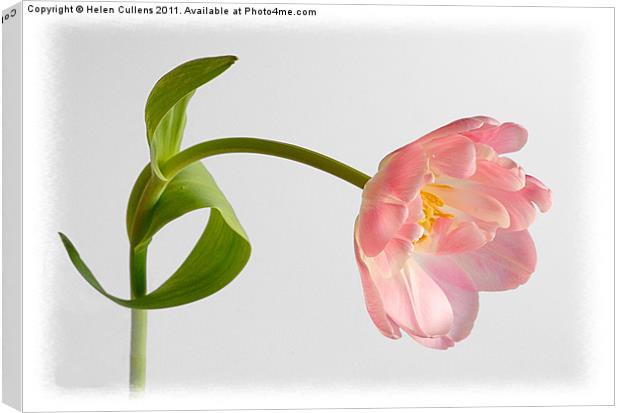 PINK TULIP Canvas Print by Helen Cullens