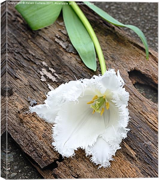 FRILLY WHITE TULIP Canvas Print by Helen Cullens