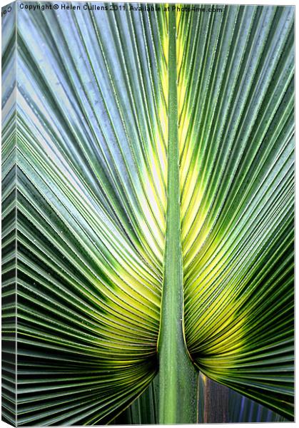 PALM LEAF Canvas Print by Helen Cullens