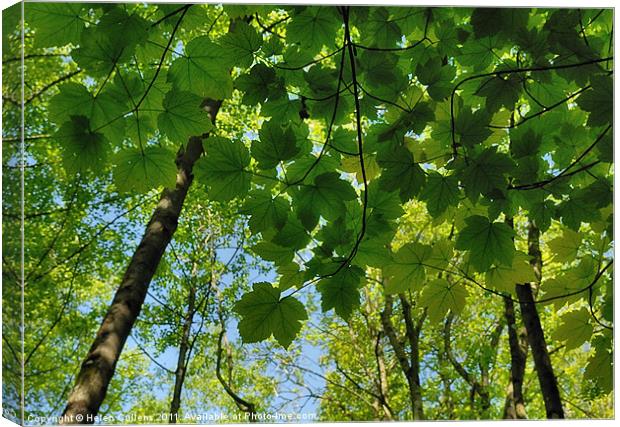 GREEN SHADE Canvas Print by Helen Cullens