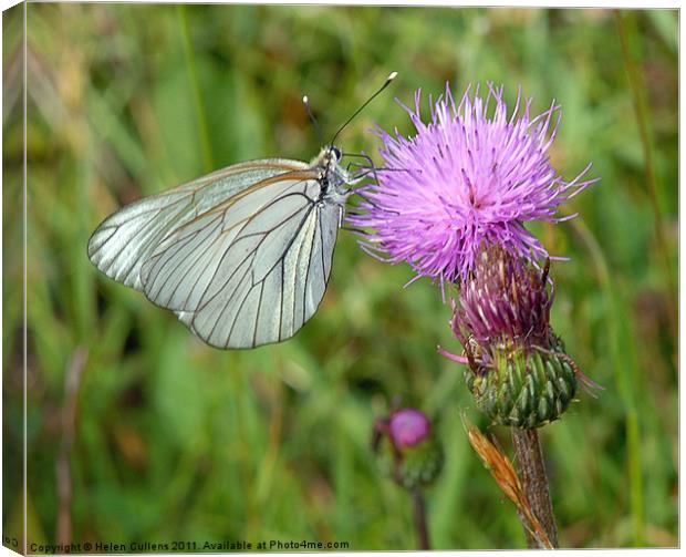 BLACK VEINED WHITE Canvas Print by Helen Cullens