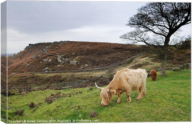HIGHLAND COW Canvas Print by Helen Cullens
