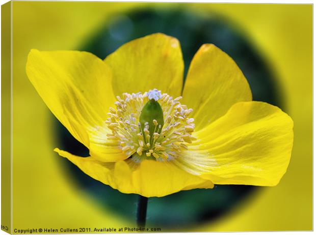 WELSH POPPY Canvas Print by Helen Cullens