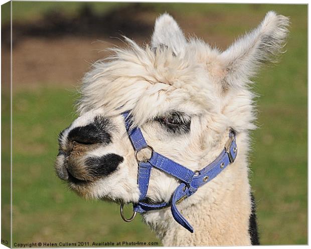 ALPACCA Canvas Print by Helen Cullens