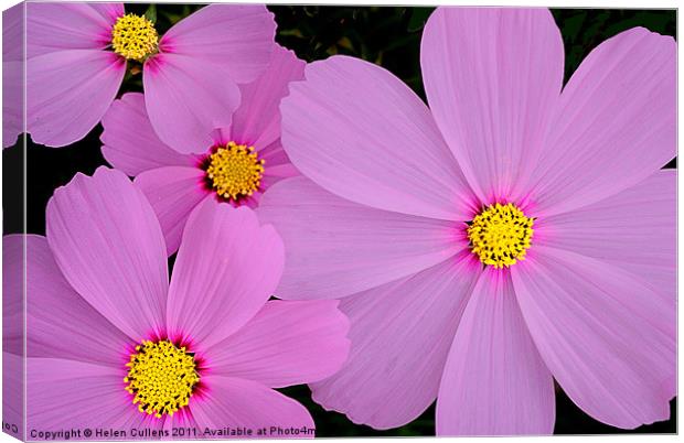 PRETTY IN PINK Canvas Print by Helen Cullens