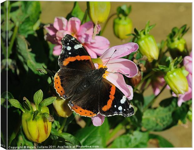 RED ADMIRAL ON DAHLIA Canvas Print by Helen Cullens