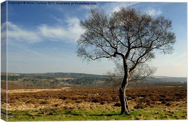 MOORLAND TREE Canvas Print by Helen Cullens