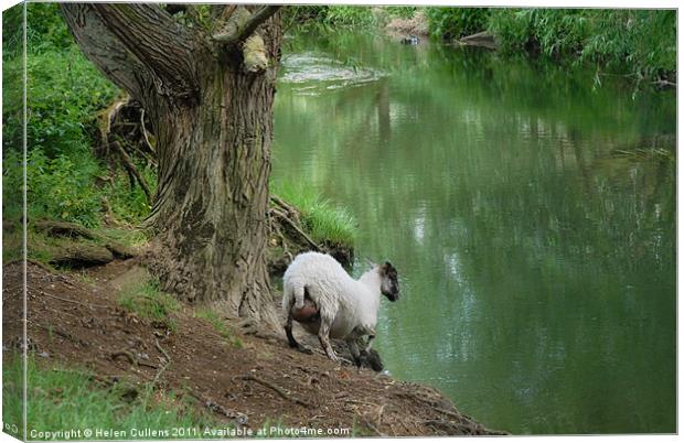 SHEEP GOES FOR A DRINK Canvas Print by Helen Cullens