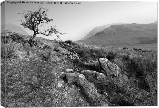 HAWTHORN AT CRUMMOCK Canvas Print by Helen Cullens