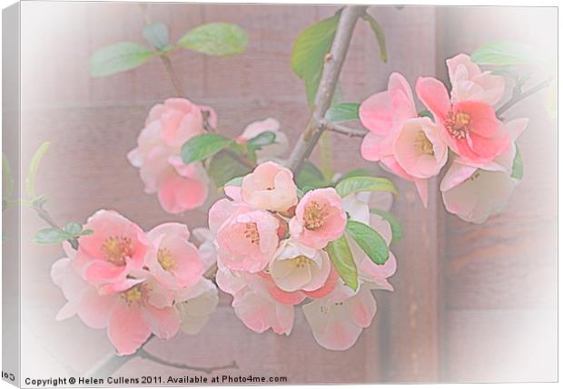 CHAENOMELES Canvas Print by Helen Cullens
