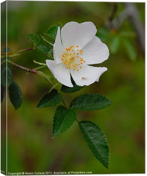 WILD ROSE Canvas Print by Helen Cullens