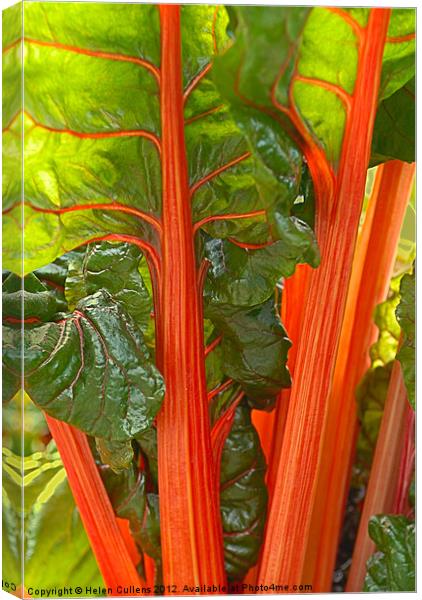SWISS CHARD Canvas Print by Helen Cullens