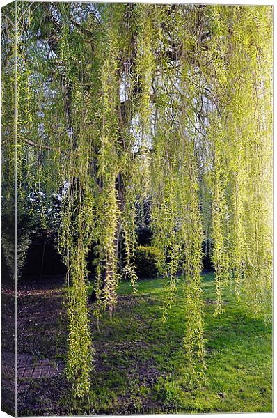 WEEPING WILLOW Canvas Print by Helen Cullens