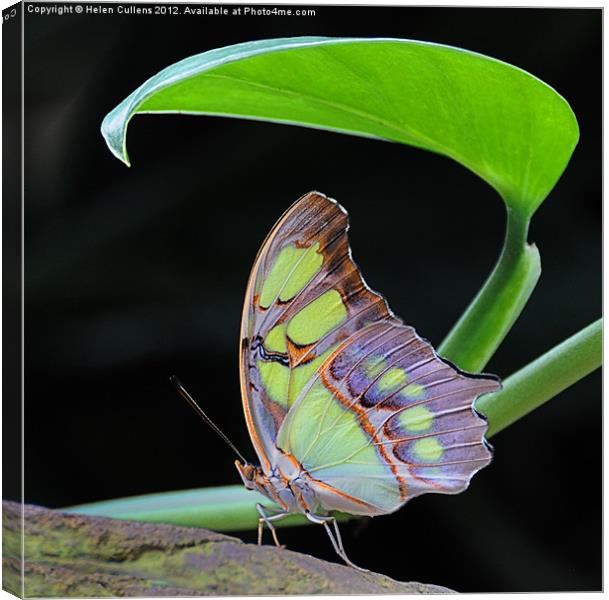 MALACHITE BUTTERFLY Canvas Print by Helen Cullens