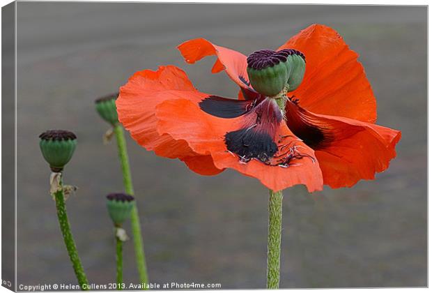 WINDSWEPT POPPY Canvas Print by Helen Cullens