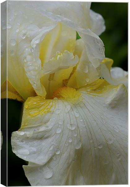 IRIS EDALE Canvas Print by Helen Cullens
