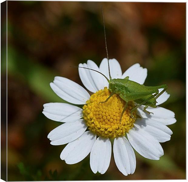 CRICKET ON A DAISY Canvas Print by Helen Cullens