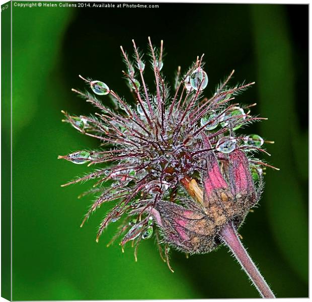 WATER AVENS Canvas Print by Helen Cullens