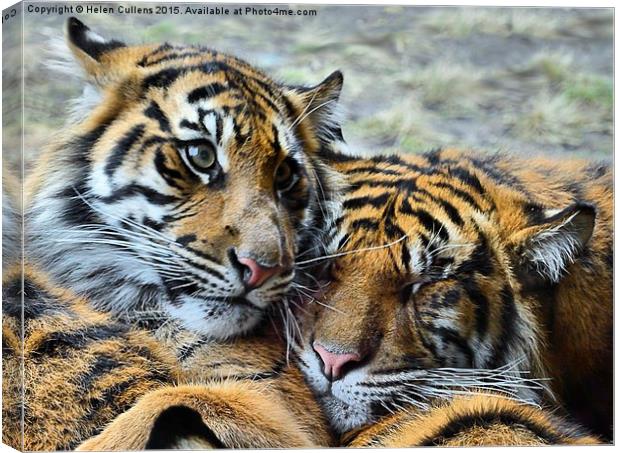  TIGER CUBS Canvas Print by Helen Cullens