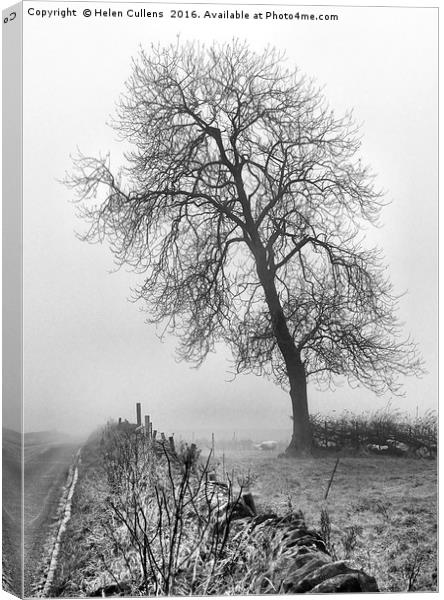 TREE IN THE MIST Canvas Print by Helen Cullens