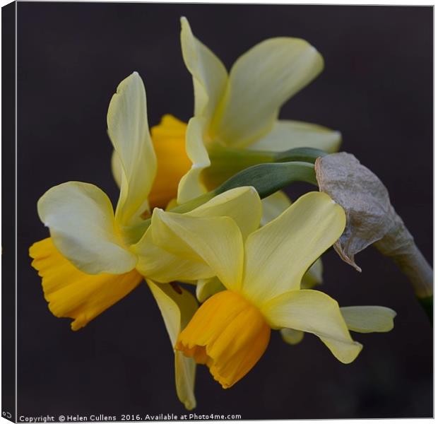 SPRING                                     Canvas Print by Helen Cullens