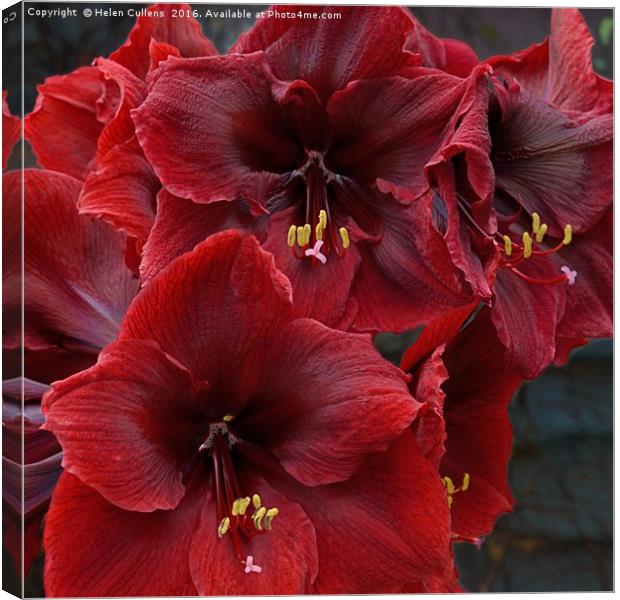 HIPPEASTRUM                                     Canvas Print by Helen Cullens