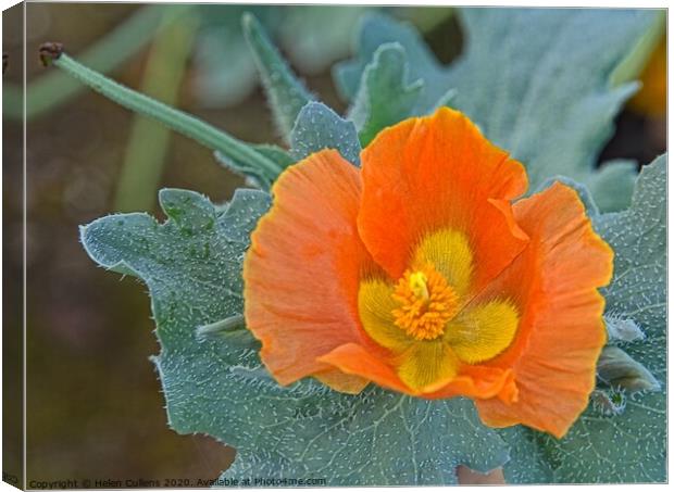 HORNED POPPY Canvas Print by Helen Cullens