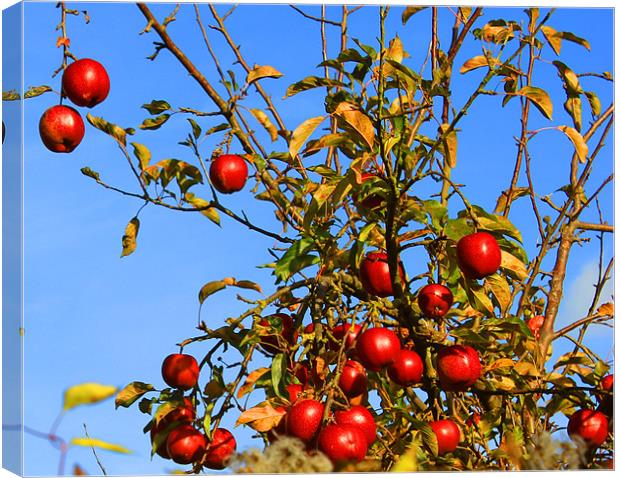 November apples Canvas Print by Ben Andrew