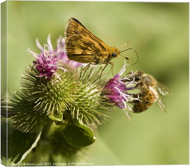 Butterfly and Bee Sharing Canvas Print by Marie Loch