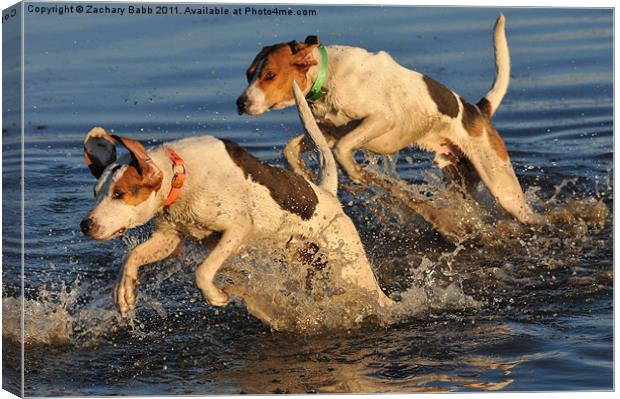 Hounds in the Water Canvas Print by Zachary Babb