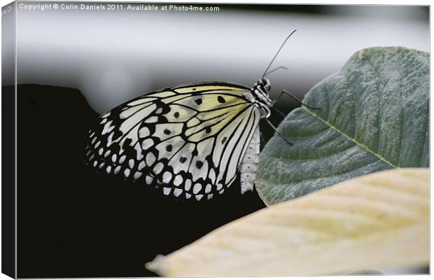 Butterfly Canvas Print by Colin Daniels