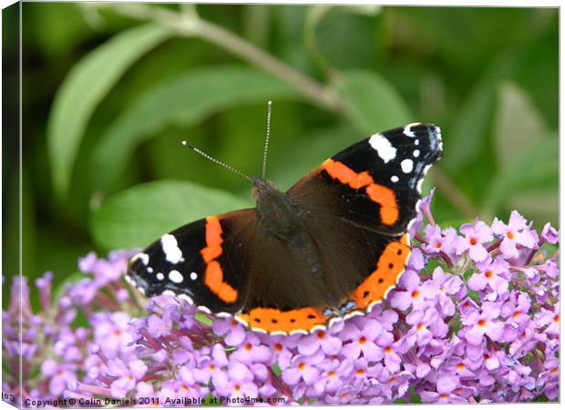 Butterfly on  Flower Canvas Print by Colin Daniels