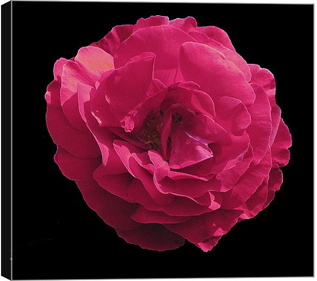 Pink Rose Canvas Print by Derek Vines