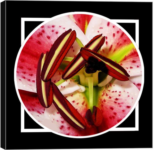 Close-up of Lily Canvas Print by Derek Vines