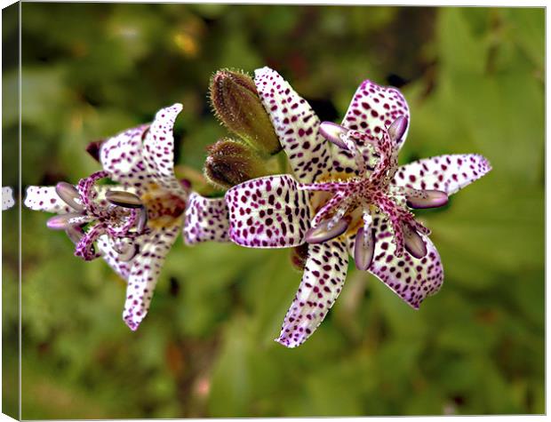 Toad Lily close-up Canvas Print by Derek Vines