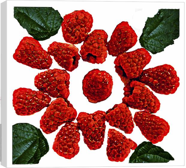 Raspberries on White Canvas Print by Derek Vines