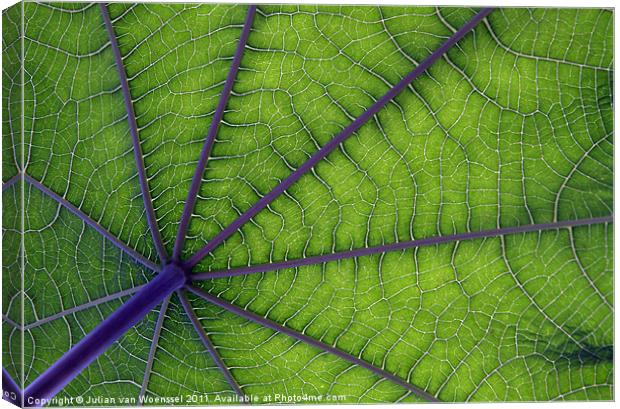 Leaf Canvas Print by Julian van Woenssel