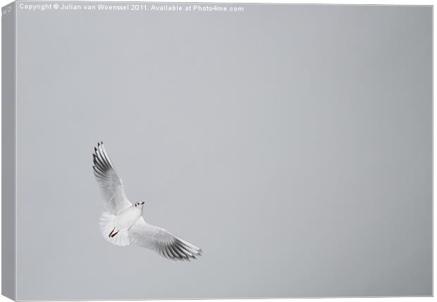 Tern in Flight Canvas Print by Julian van Woenssel