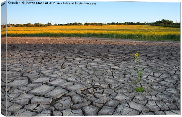 Drought? Canvas Print by Steven Stoddart