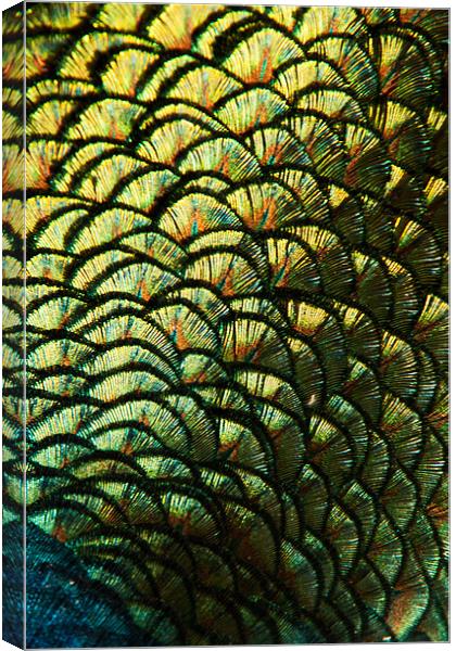 Peacock Feather Abstract Canvas Print by Karl Thompson