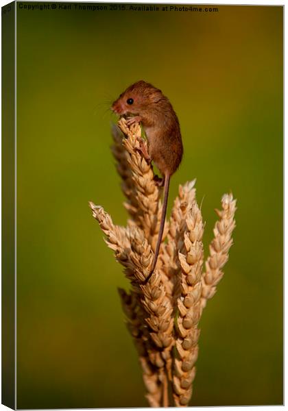  Harvest Mouse 3 Canvas Print by Karl Thompson
